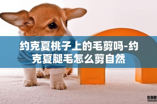 約克夏桃子上的毛剪嗎-約克夏腿毛怎么剪自然