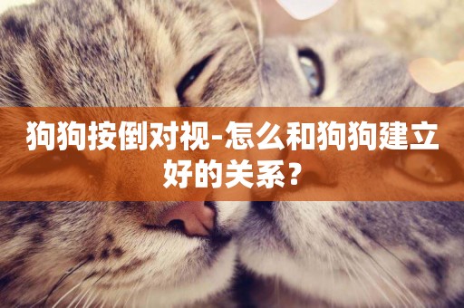 狗狗按倒對視-怎么和狗狗建立好的關系？