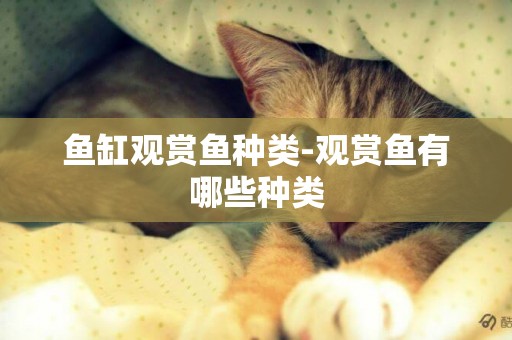 魚缸觀賞魚種類-觀賞魚有哪些種類