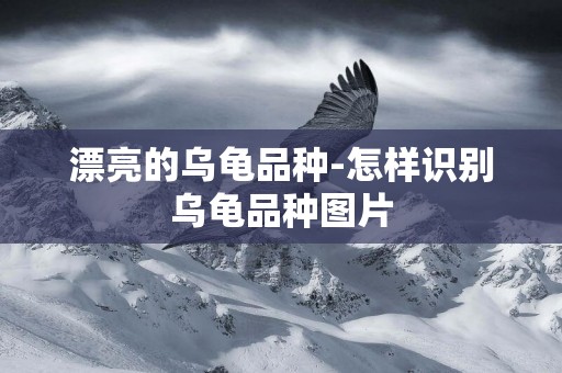 漂亮的烏龜品種-怎樣識別烏龜品種圖片