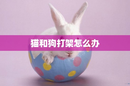 貓和狗打架怎么辦