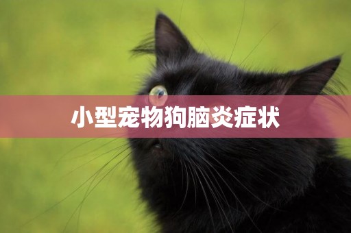 小型寵物狗腦炎癥狀