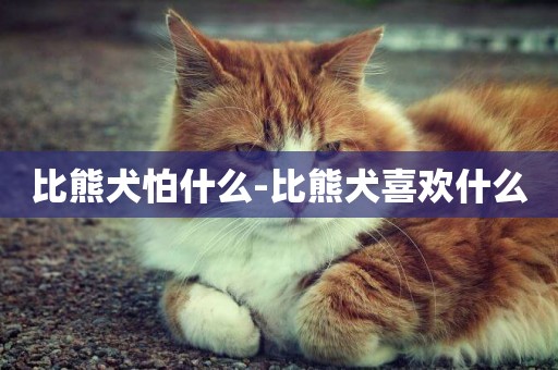 比熊犬怕什么-比熊犬喜歡什么