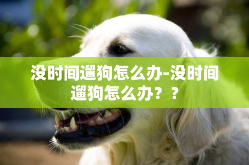 沒時間遛狗怎么辦-沒時間遛狗怎么辦？？