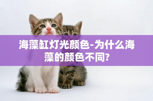 海藻缸燈光顏色-為什么海藻的顏色不同?
