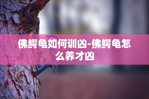 佛鱷龜如何訓兇-佛鱷龜怎么養才兇