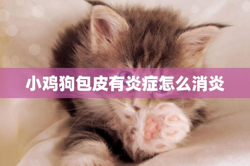 小雞狗包皮有炎癥怎么消炎