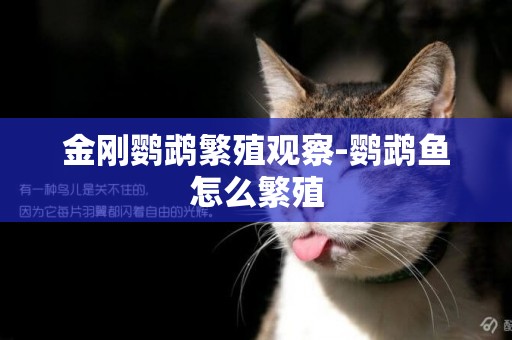 金剛鸚鵡繁殖觀察-鸚鵡魚怎么繁殖