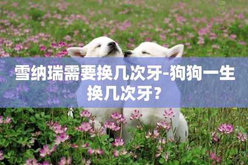 雪納瑞需要換幾次牙-狗狗一生換幾次牙？