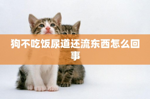 狗不吃飯尿道還流東西怎么回事