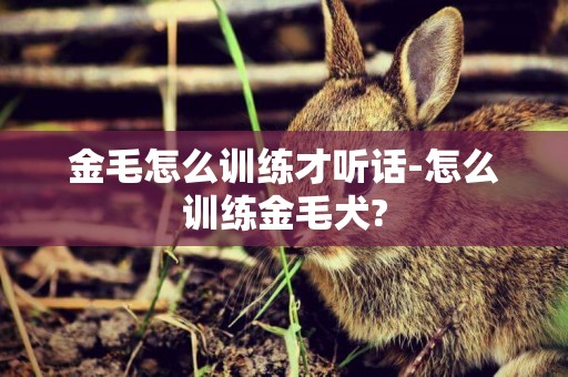金毛怎么訓練才聽話-怎么訓練金毛犬?