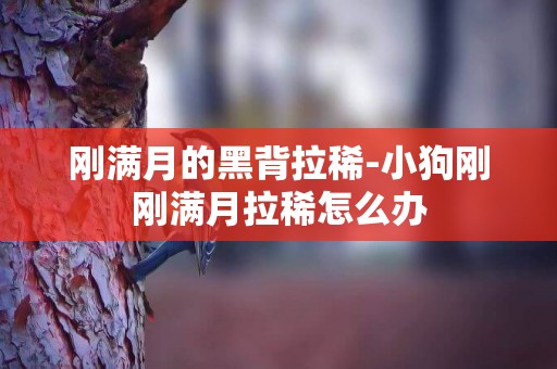 剛滿月的黑背拉稀-小狗剛剛滿月拉稀怎么辦