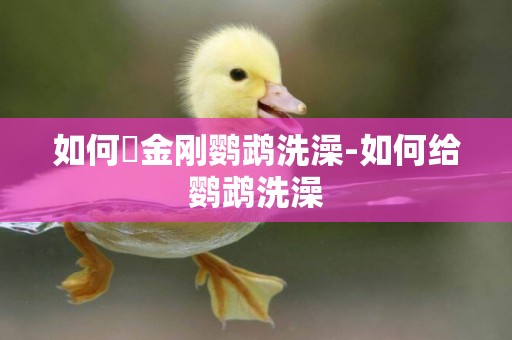如何給金剛鸚鵡洗澡-如何給鸚鵡洗澡