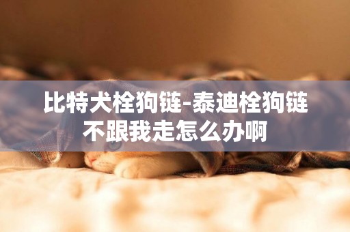 比特犬栓狗鏈-泰迪栓狗鏈不跟我走怎么辦啊