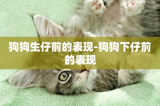 狗狗生仔前的表現-狗狗下仔前的表現