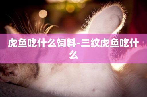 虎魚吃什么飼料-三紋虎魚吃什么