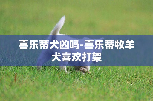 喜樂蒂犬兇嗎-喜樂蒂牧羊犬喜歡打架