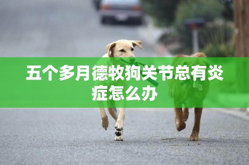 五個多月德牧狗關節總有炎癥怎么辦
