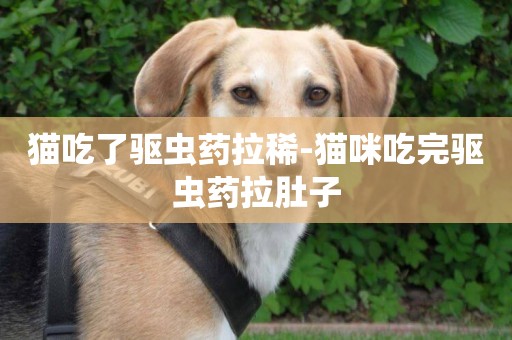 貓吃了驅蟲藥拉稀-貓咪吃完驅蟲藥拉肚子