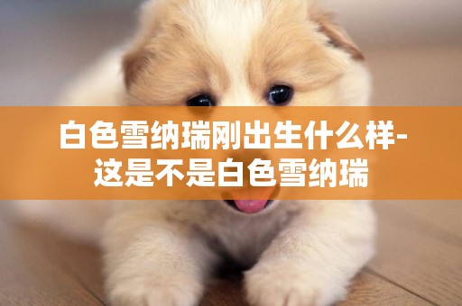 白色雪納瑞剛出生什么樣-這是不是白色雪納瑞