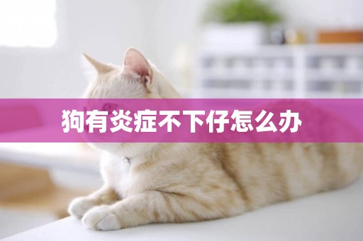 狗有炎癥不下仔怎么辦