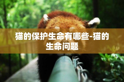 貓的保護生命有哪些-貓的生命問題