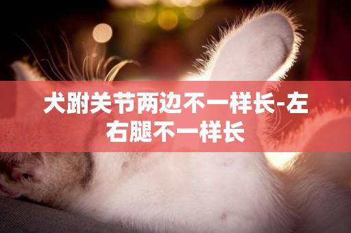 犬跗關節兩邊不一樣長-左右腿不一樣長