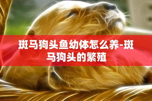 斑馬狗頭魚幼體怎么養-斑馬狗頭的繁殖