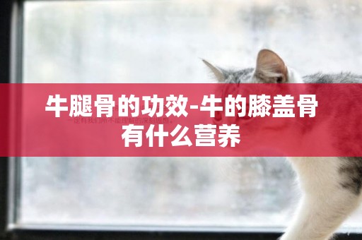 牛腿骨的功效-牛的膝蓋骨有什么營養