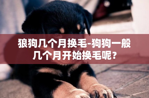 狼狗幾個月換毛-狗狗一般幾個月開始換毛呢？