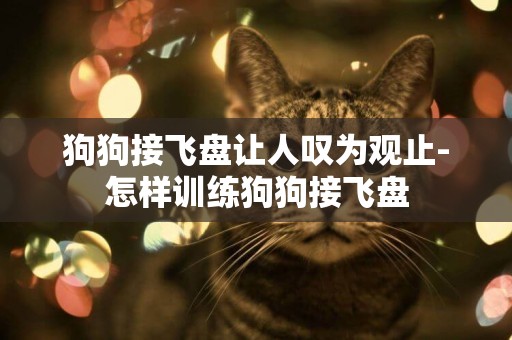 狗狗接飛盤讓人嘆為觀止-怎樣訓練狗狗接飛盤