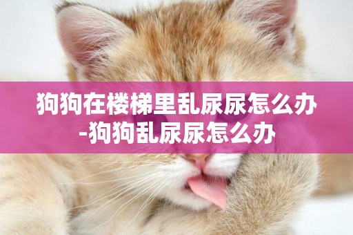 狗狗在樓梯里亂尿尿怎么辦-狗狗亂尿尿怎么辦