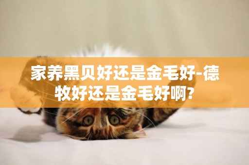家養黑貝好還是金毛好-德牧好還是金毛好啊?