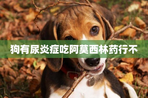狗有尿炎癥吃阿莫西林藥行不