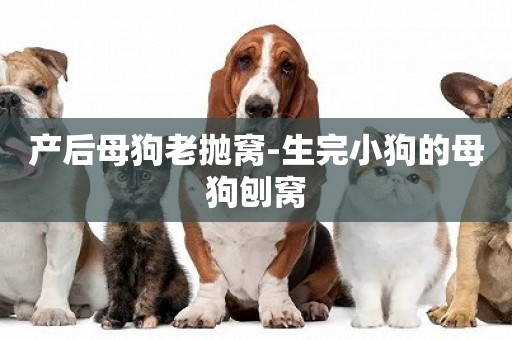 產后母狗老拋窩-生完小狗的母狗刨窩