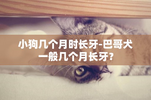 小狗幾個月時長牙-巴哥犬一般幾個月長牙？
