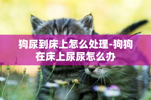 狗尿到床上怎么處理-狗狗在床上尿尿怎么辦