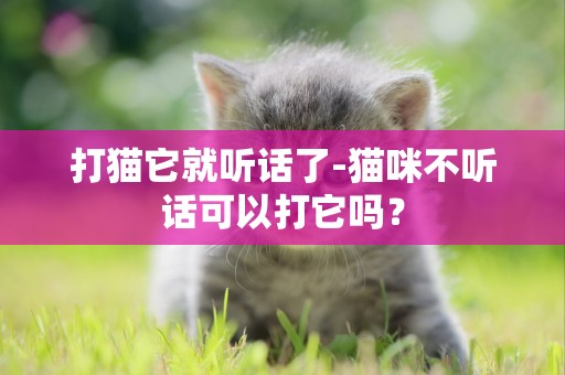 打貓它就聽話了-貓咪不聽話可以打它嗎？