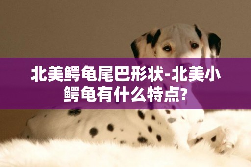 北美鱷龜尾巴形狀-北美小鱷龜有什么特點?