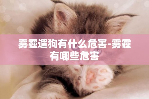 霧霾遛狗有什么危害-霧霾有哪些危害