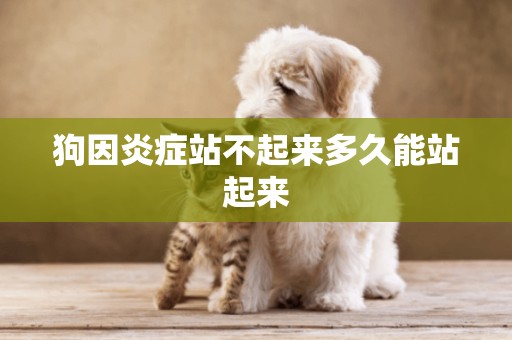 狗因炎癥站不起來多久能站起來