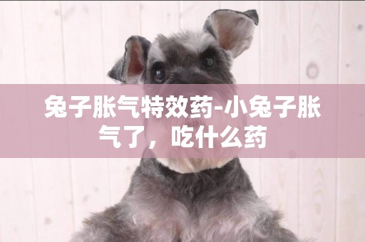 兔子脹氣特效藥-小兔子脹氣了，吃什么藥