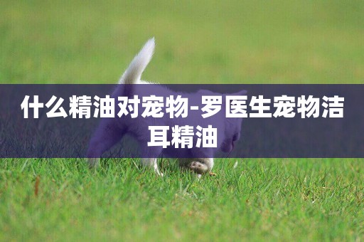 什么精油對寵物-羅醫生寵物潔耳精油