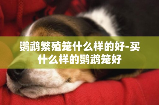 鸚鵡繁殖籠什么樣的好-買什么樣的鸚鵡籠好