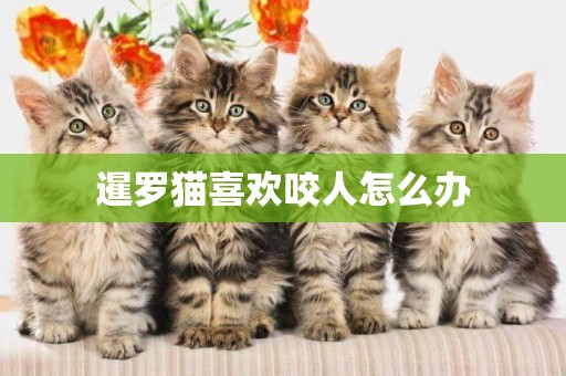 暹羅貓喜歡咬人怎么辦