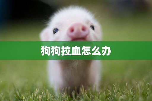 狗狗拉血怎么辦