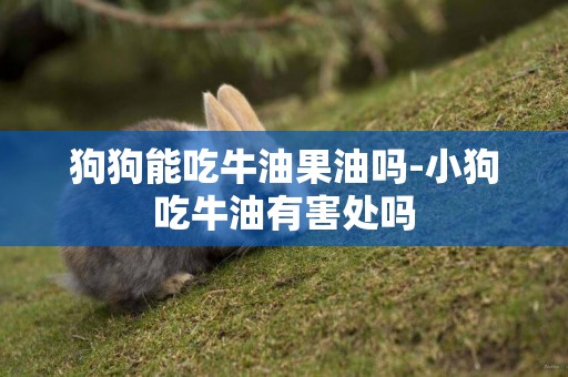 狗狗能吃牛油果油嗎-小狗吃牛油有害處嗎