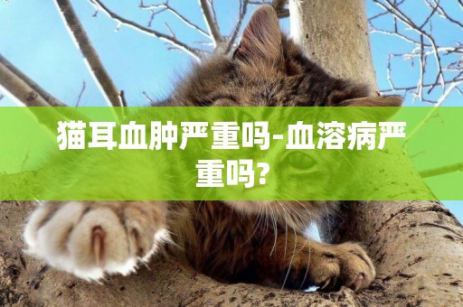 貓耳血腫嚴重嗎-血溶病嚴重嗎?