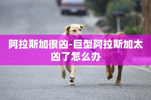 阿拉斯加很兇-巨型阿拉斯加太兇了怎么辦