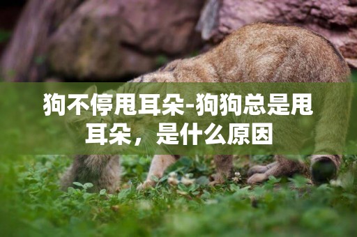 狗不停甩耳朵-狗狗總是甩耳朵，是什么原因